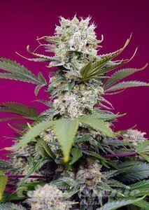 Nasiona Sweet Mandarine Zkittlez XL Auto - SWEET SEEDS