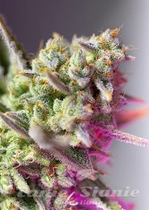 Nasiona Sweet Mimosa XL Auto - SWEET SEEDS