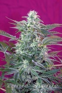 Big Foot - SWEET SEEDS