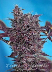 Black Cream Auto - SWEET SEEDS