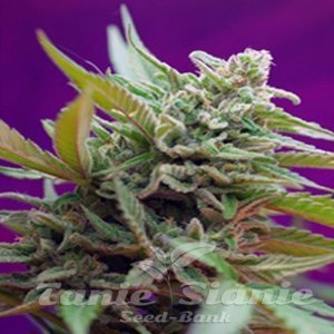 Black Jack Auto - SWEET SEEDS
