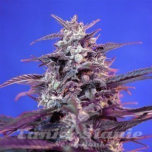 Bloody Skunk Auto - SWEET SEEDS