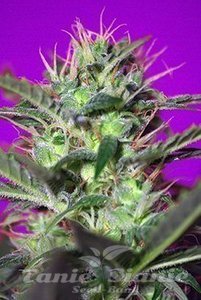 Botafumeiros - SWEET SEEDS