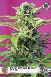 Chem Beyond Diesel CBD - SWEET SEEDS