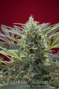 Cream 47 - SWEET SEEDS