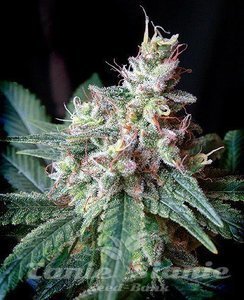 Cream Caramel - SWEET SEEDS