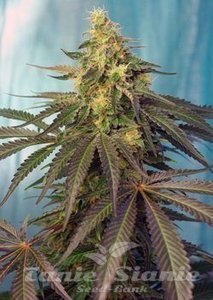 Cream Caramel CBD - SWEET SEEDS