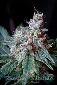 Cream Caramel Fast Version - SWEET SEEDS