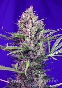 Cream Mandarine Fast Version - SWEET SEEDS