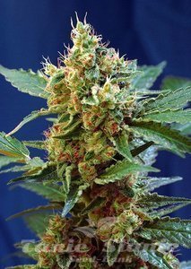 Cream Mandarine XL Auto - SWEET SEEDS