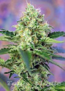 Crystal Candy - SWEET SEEDS