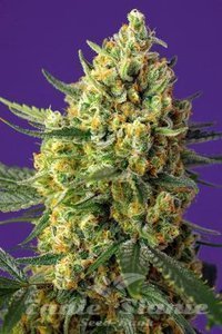 Crystal Candy XL Auto - SWEET SEEDS