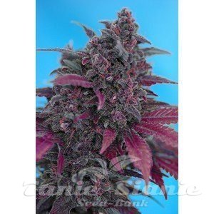Dark Devil Autoflowering - SWEET SEEDS