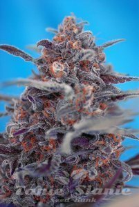 Devil Cream Auto - SWEET SEEDS