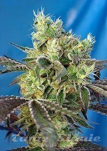 Do Sweet Dos - SWEET SEEDS