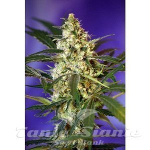 Fast Bud #2 - SWEET SEEDS