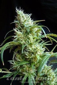 Flash Back #2 - SWEET SEEDS