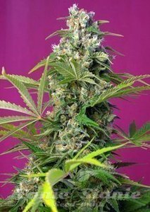 Gorilla Girl - SWEET SEEDS