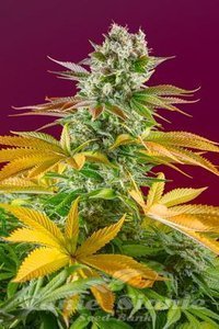 Gorilla Girl F1 Fast Version - SWEET SEEDS