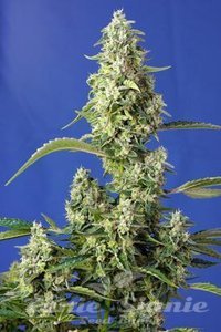 Gorilla Girl XL Auto - SWEET SEEDS