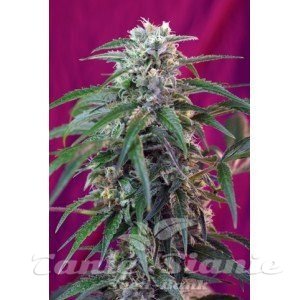 Green Poison Auto - SWEET SEEDS