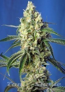 Green Poison CBD - SWEET SEEDS