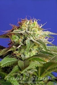 Green Poison Fast Version - SWEET SEEDS
