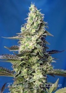 Green Poison XL Auto - SWEET SEEDS