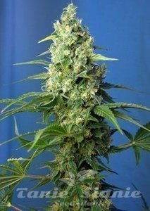 Honey Peach Auto CBD - SWEET SEEDS