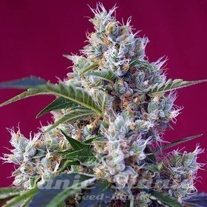 Indigo Berry Kush - SWEET SEEDS