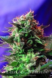 Jack 47 - SWEET SEEDS