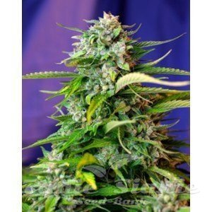 Jack 47 Auto - SWEET SEEDS