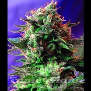 Jack 47 Fast Version - SWEET SEEDS