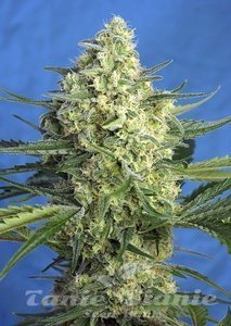Jack 47 XL Auto - SWEET SEEDS