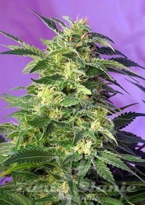 Killer Kush Auto - SWEET SEEDS