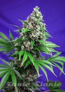 Killer Kush Fast Version 1+1 - SWEET SEEDS