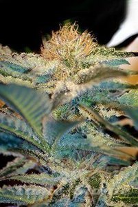 Mohan Ram - SWEET SEEDS