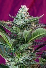 Mohan Ram Auto - SWEET SEEDS