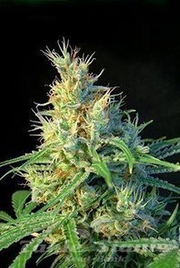 Psicodelicia - SWEET SEEDS