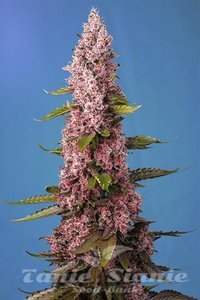 Red Hot Cookies - SWEET SEEDS