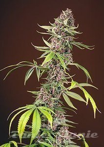 Red Mandarine F1 Fast Version - SWEET SEEDS