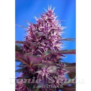 Red Poison Auto - SWEET SEEDS