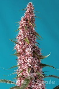 Red Pure Auto CBD - SWEET SEEDS