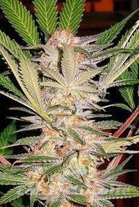 S.A.D. - SWEET SEEDS