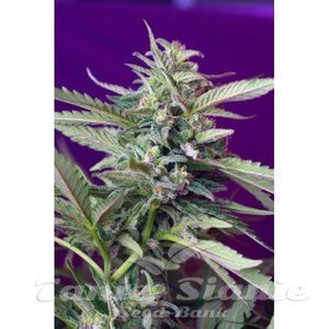S.A.D. Auto - SWEET SEEDS