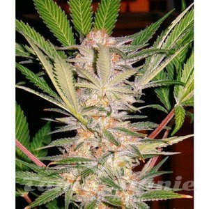 S.A.D. Fast Version - SWEET SEEDS