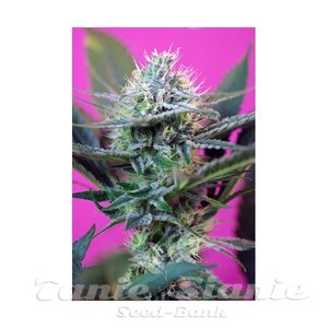 +Speed Auto - SWEET SEEDS