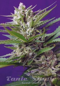 Speed Devil #2 Autoflowering - SWEET SEEDS