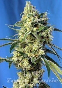 Sweet Amnesia Haze - SWEET SEEDS