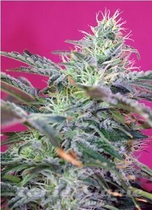 Sweet Cheese Auto - SWEET SEEDS